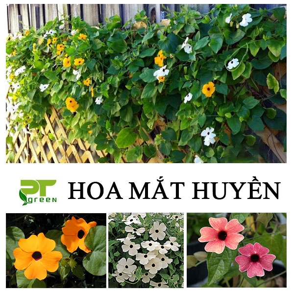 Hoa Mắt huyền | Loài hoa treo ban công đẹp